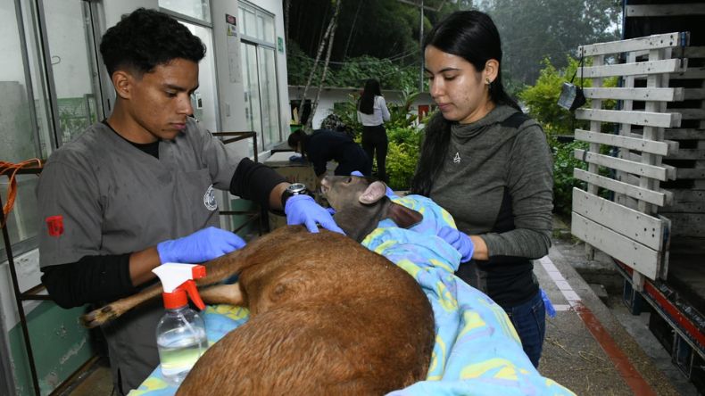 Venados rescatados por Cortolima fueron reubicados en Medellín Venados rescatados por Cortolima fueron reubicados en Medellín