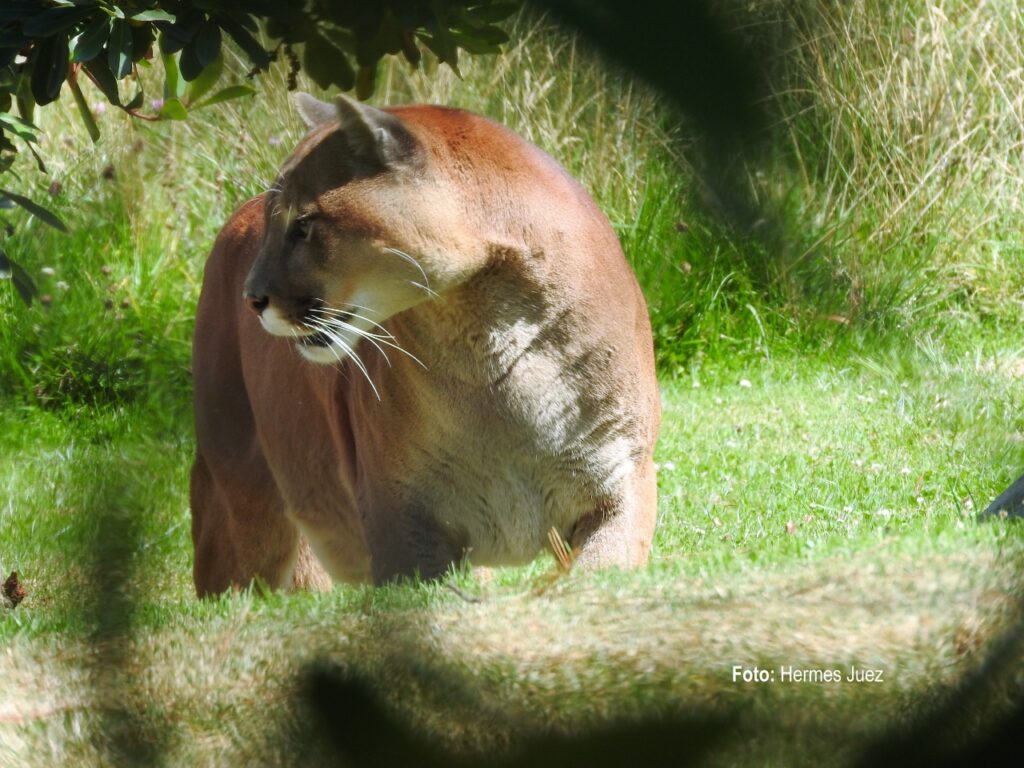 Conozca el felino de mayor tamaño y con más presencia en el Tolima