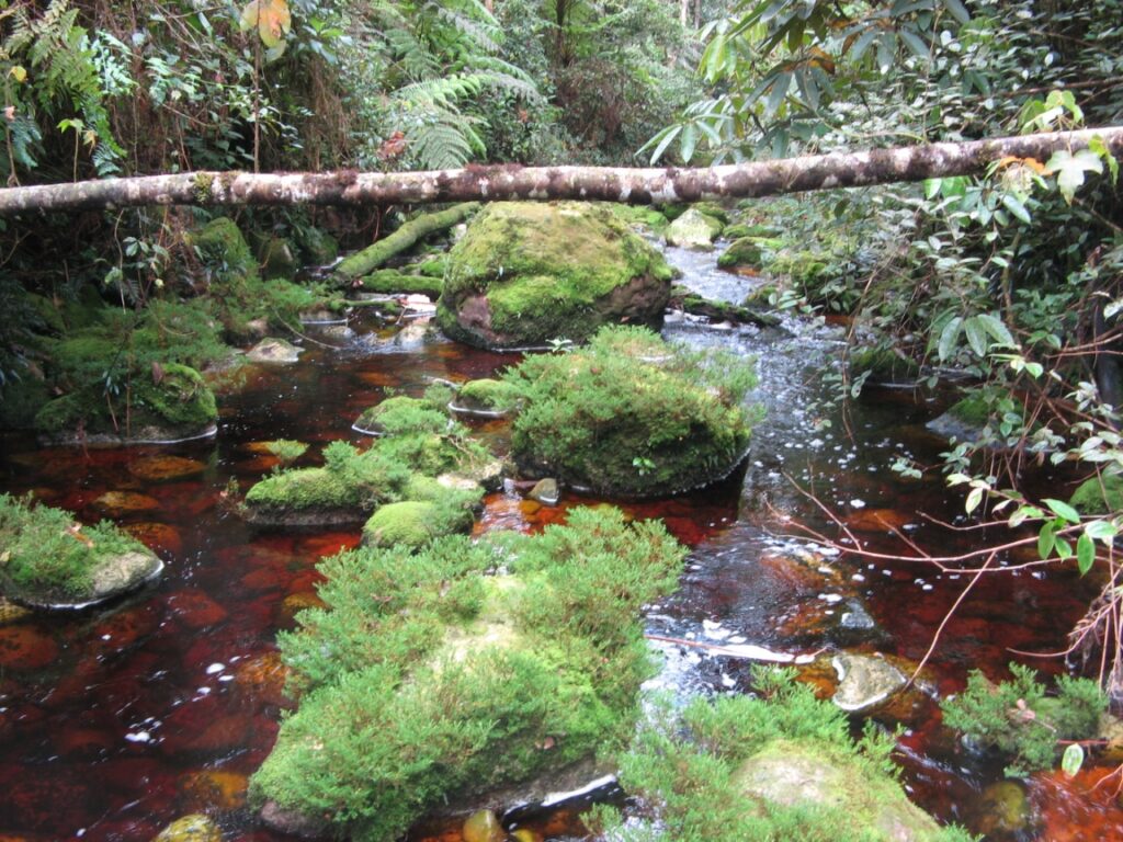 Bosque Galilea fue declarado como Parque Natural Regional
