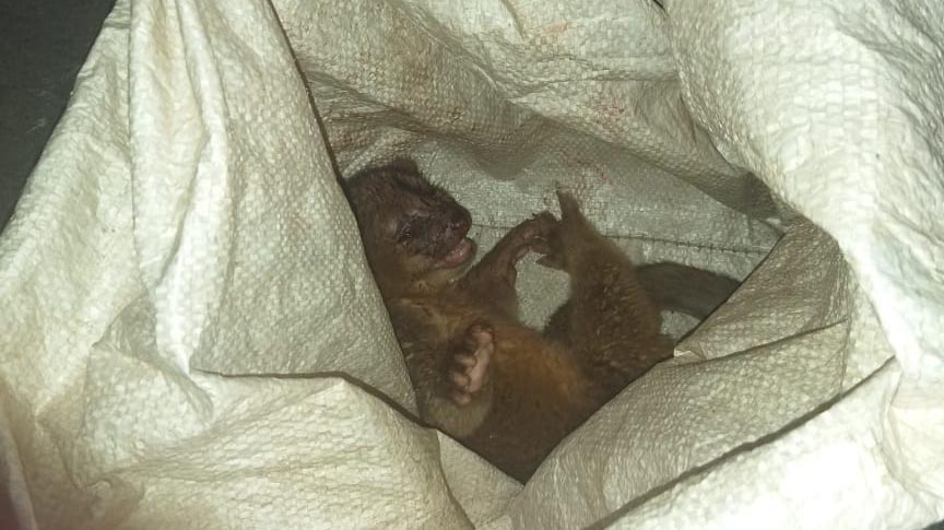 Policía del Tolima rescató un perro de monte en zona rural de Venadillo Policía del Tolima rescató un perro de monte en zona rural de Venadillo