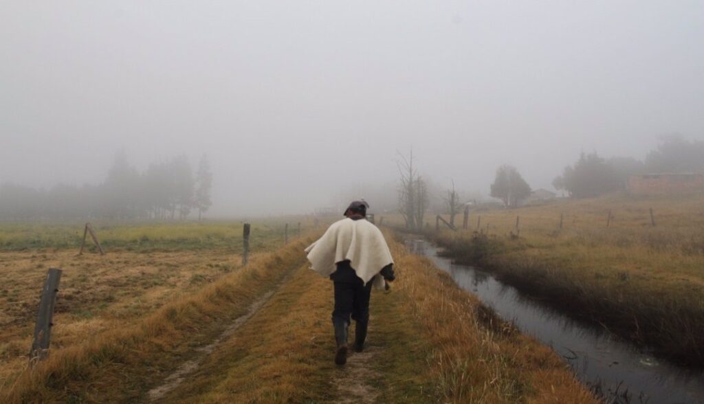 Por heladas en el Tolima se han perdido cerca de 1.300 hectáreas de cultivos Por heladas en el Tolima se han perdido cerca de 1.300 hectáreas de cultivos