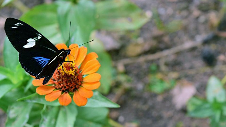 Académicos de las universidades de Ibagué participarán del ‘BioBlitz 2020’ en el Mariposario del Tolima Académicos de las universidades de Ibagué participarán del ‘BioBlitz 2020’ en el Mariposario del Tolima