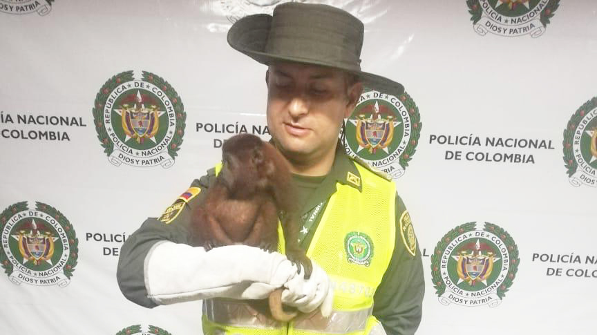 Mono aullador que se encontraba en el casco urbano de Melgar fue rescatado por la Policía del Tolima