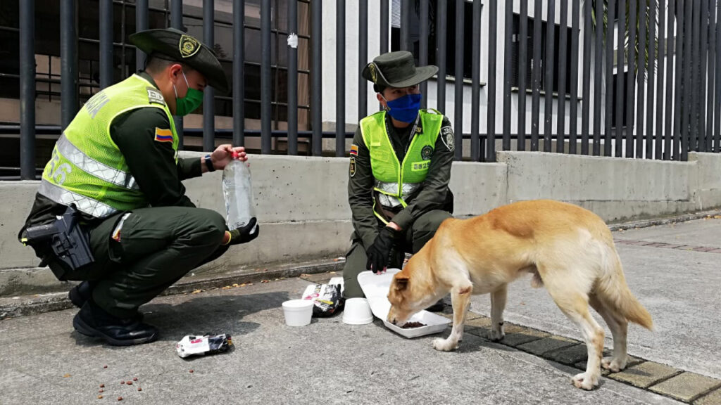 Policía Metropolitana de Ibagué alimentó a perros y gatos en condición de calle Policía Metropolitana de Ibagué alimentó a perros y gatos en condición de calle