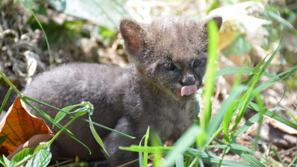Campesino entregó a Cortolima una cría de puma, pensaba que era un gatico doméstico