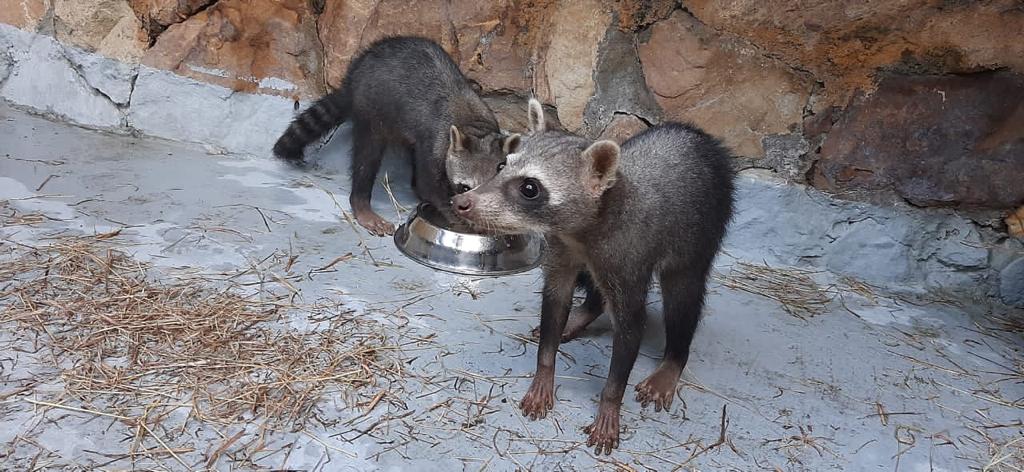 Dos mapaches y un pájaro carriquí fueron entregados por Cortolima al Zoológico de Cali