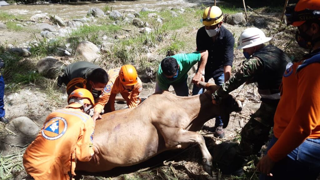 Seis días lleva atrapada una vaca en zona rural de Ibagué Seis días lleva atrapada una vaca en zona rural de Ibagué
