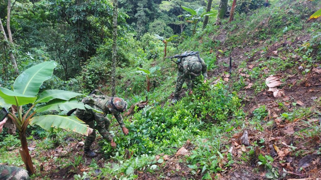 Ejército erradicó cultivo de coca ubicado en el sur del Tolima Ejército erradicó cultivo de coca ubicado en el sur del Tolima