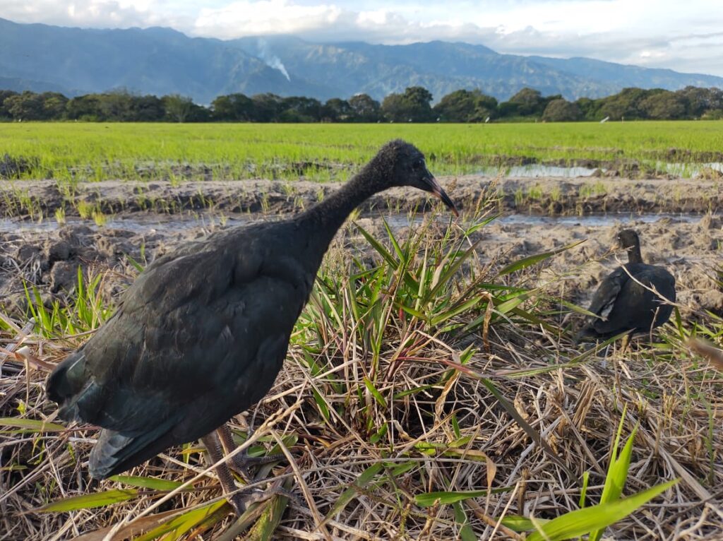 Dos garzas negras fueron liberadas por Cortolima en zona rural de Ibagué Dos garzas negras fueron liberadas por Cortolima en zona rural de Ibagué