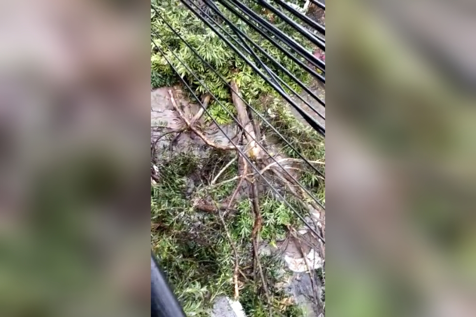 Emergencia en el barrio Galán: un enorme árbol y un poste cayeron sobre una vía