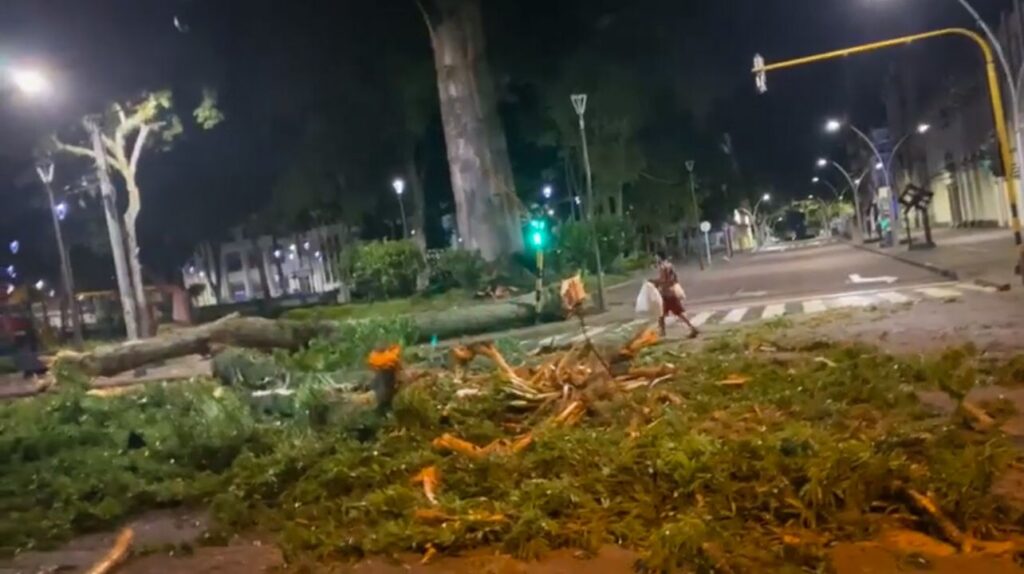 Emergencia en la Plaza de Bolívar de Ibagué: se desprendió una rama de la emblemática Ceiba Emergencia en la Plaza de Bolívar de Ibagué: se desprendió una rama de la emblemática Ceiba