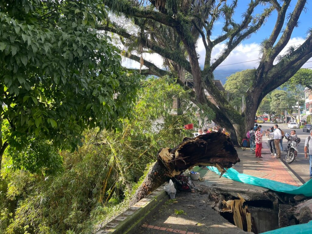 Murió el padre de familia golpeado por un árbol en el Centenario y ordenan el cierre del parque Murió el padre de familia golpeado por un árbol en el Centenario y ordenan el cierre del parque