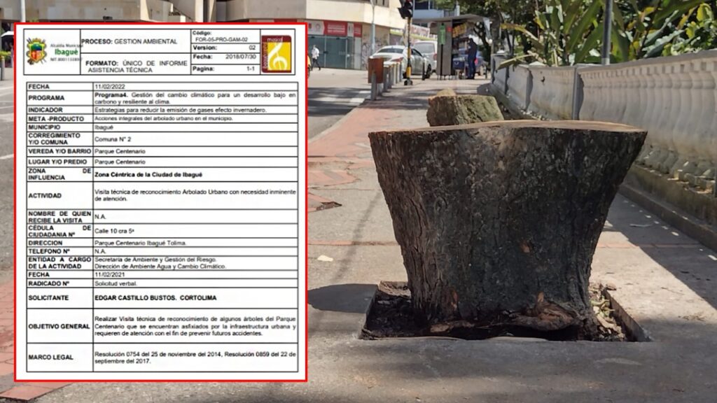Informe reciente de la Alcaldía de Ibagué no recomendaba la tala de los árboles del Centenario Informe reciente de la Alcaldía de Ibagué no recomendaba la tala de los árboles del Centenario