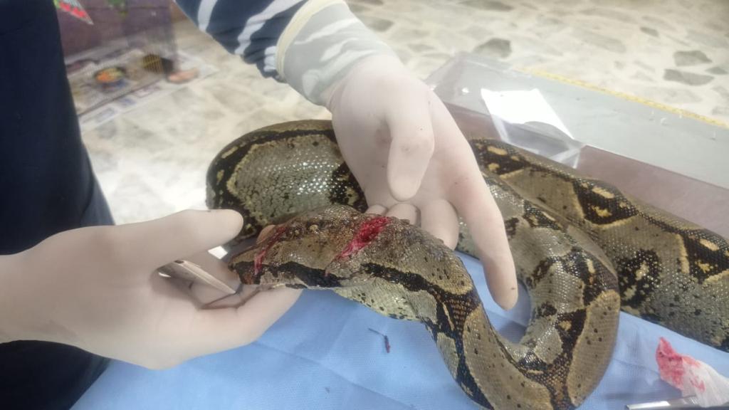 A machetazos hirieron una Boa constrictor en el oriente del Tolima A machetazos hirieron una Boa constrictor en el oriente del Tolima