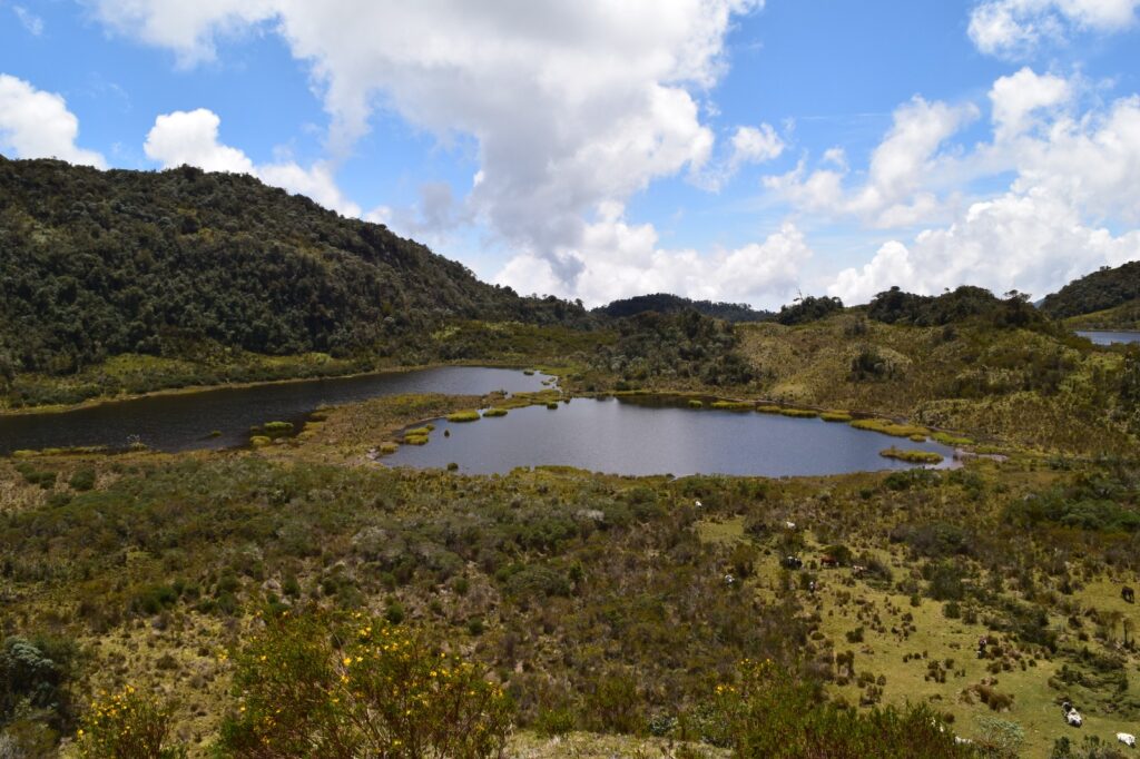 “En el Tolima debemos reivindicarnos con los humedales”: Cortolima “En el Tolima debemos reivindicarnos con los humedales”: Cortolima