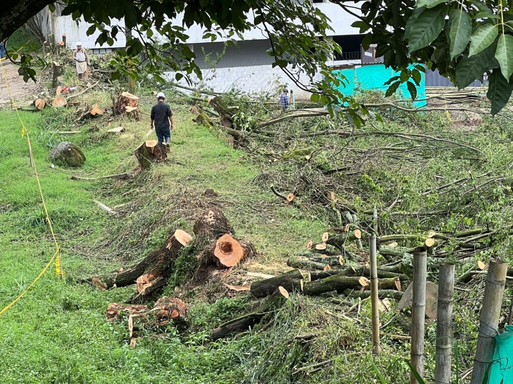 Cortolima se pronunció sobre la tala de árboles en una construcción en la calle 36 con Sexta Cortolima se pronunció sobre la tala de árboles en una construcción en la calle 36 con Sexta