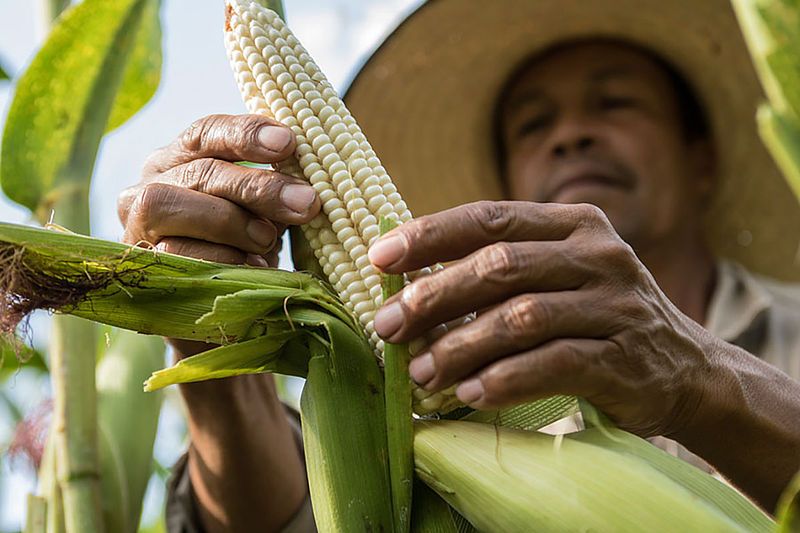 Ministerio de Agricultura girará $1.400 millones para proyecto agrícola en el Tolima Ministerio de Agricultura girará $1.400 millones para proyecto agrícola en el Tolima