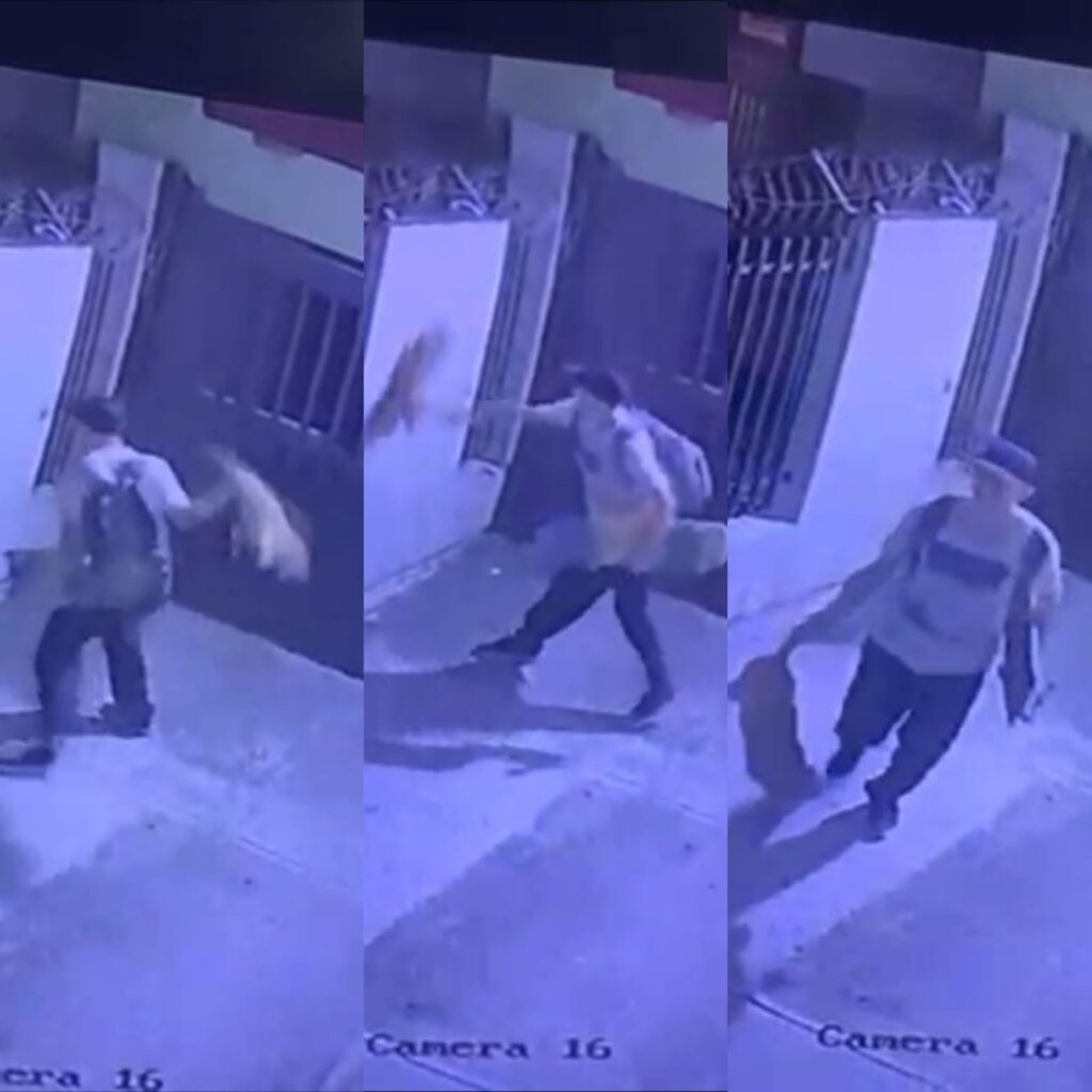 Indignación por joven que golpeó a un gato en el sector de Los Arrayanes en Ibagué Indignación por joven que golpeó a un gato en el sector de Los Arrayanes en Ibagué