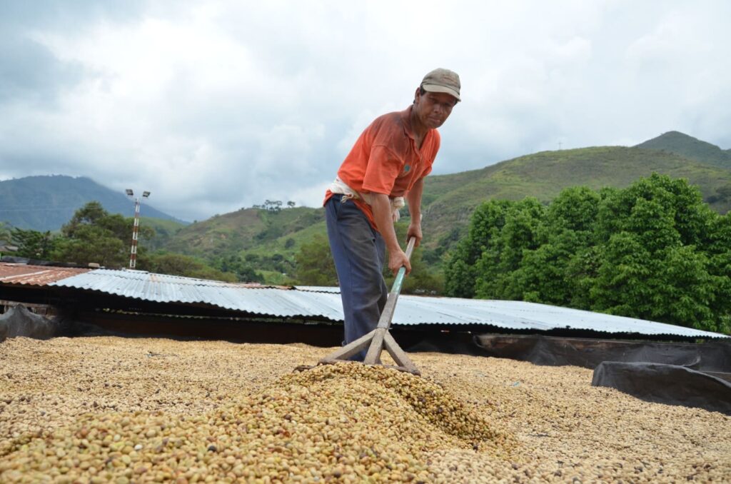 Por falta de infraestructura, el café de exportación del Tolima lo están llevando a otras regiones Por falta de infraestructura, el café de exportación del Tolima lo están llevando a otras regiones