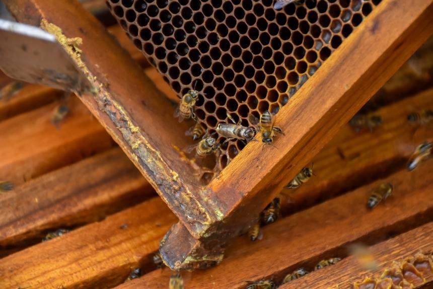 Participe en concurso musical por el Día Mundial de la Abeja Participe en concurso musical por el Día Mundial de la Abeja