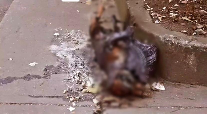 Hallan a un perrito quemado en el sector de La Macarena Hallan a un perrito quemado en el sector de La Macarena