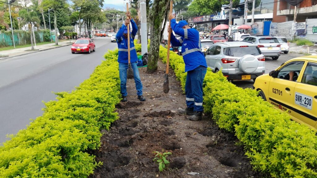 Ya inició la resiembra de jardines urbanos en la carrera Quinta