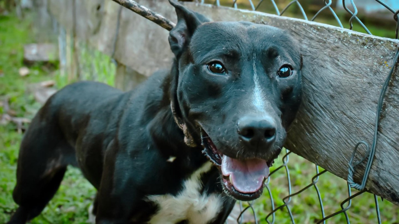 ¡Hay que hacer algo! En Ibagué son reportados hasta 400 casos de maltrato animal por mes