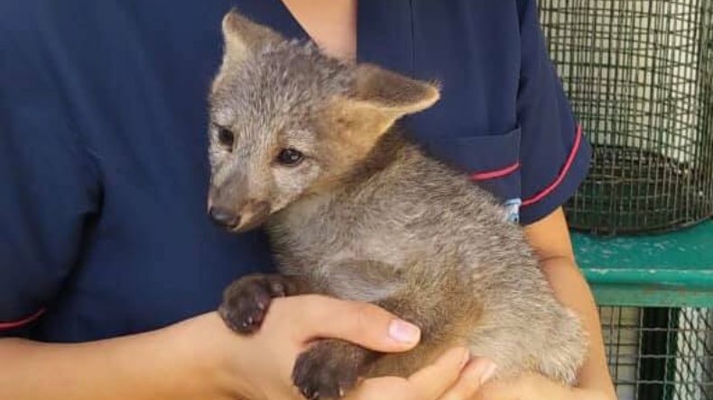 Zorro cachorro en recuperación tras permanecer dos meses alimentado con comida para perro Zorro cachorro en recuperación tras permanecer dos meses alimentado con comida para perro