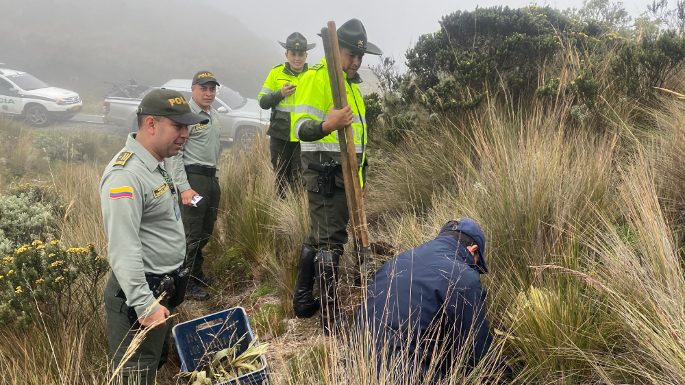 Frailejones arrancados por un hombre al norte del Tolima fueron replantados Frailejones arrancados por un hombre al norte del Tolima fueron replantados