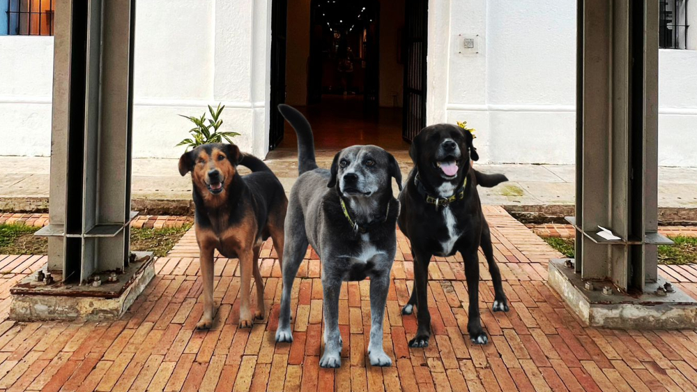 Los guardianes del Panóptico de Ibagué recibirán atención veterinaria Los guardianes del Panóptico de Ibagué recibirán atención veterinaria