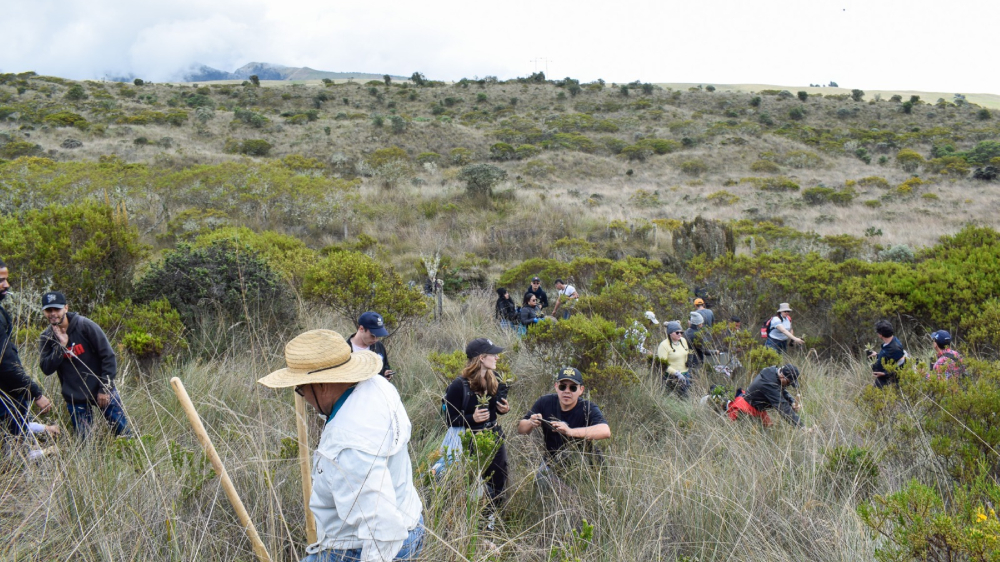 Estudiantes realizaron ‘sembratón’ de frailejones al norte del Tolima