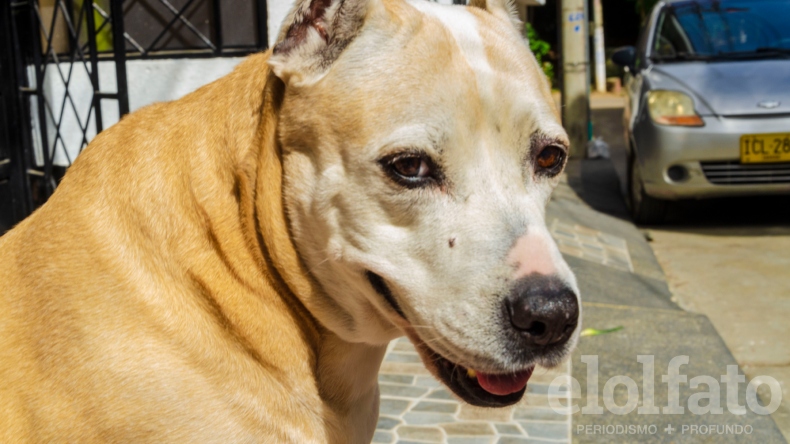 Hospital Veterinario alerta enfermedades en mascotas por aumento de lluvias