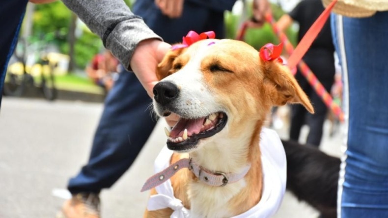 Este sábado habrá jornada de adopción en Ibagué Este sábado habrá jornada de adopción en Ibagué