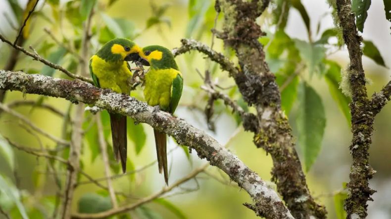 Más de 1600 especies de fauna silvestre han sido rescatadas del tráfico ilegal en el Tolima