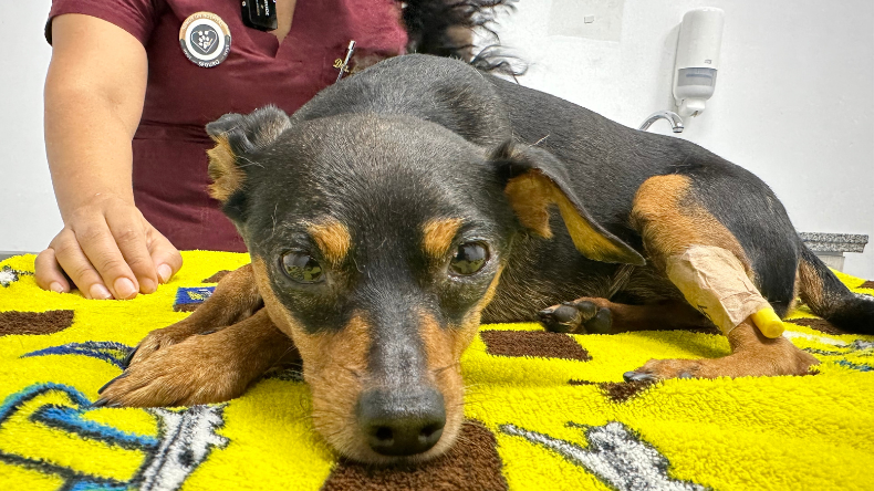 El perrito que sobrevivió a un trauma automotor