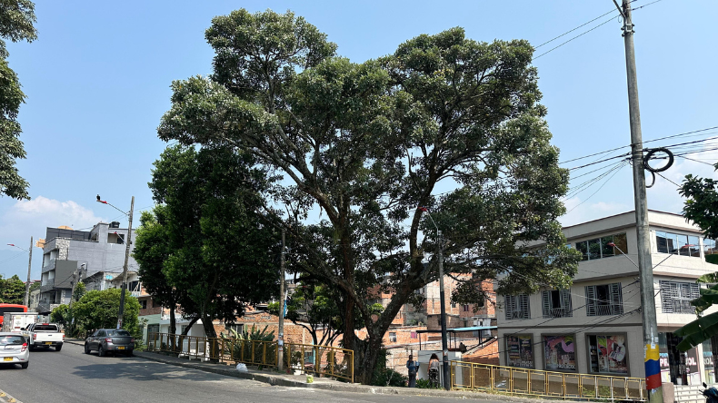 Comunidad del Hipódromo denuncia riesgo por posible caída de un árbol Comunidad del Hipódromo denuncia riesgo por posible caída de un árbol