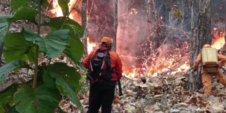 Así puede ayudar a los damnificados por incendios forestales en el Tolima