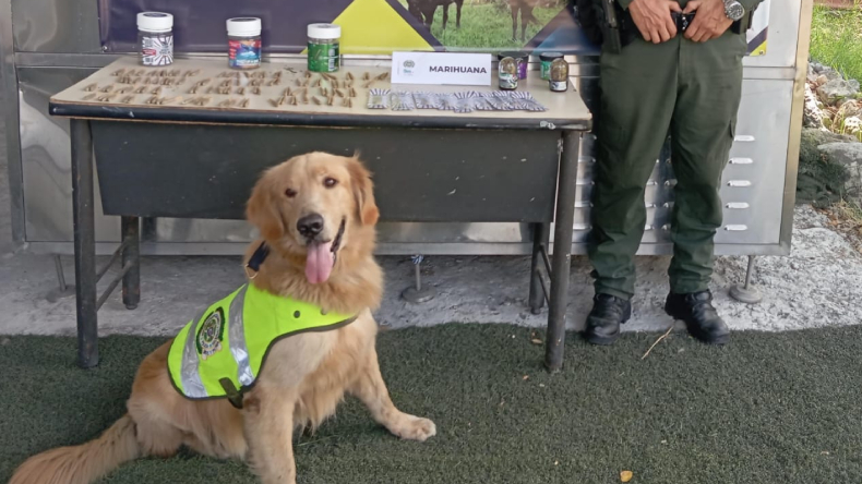 Perro antinarcóticos encontró marihuana en envases de plástico en Ibagué Perro antinarcóticos encontró marihuana en envases de plástico en Ibagué