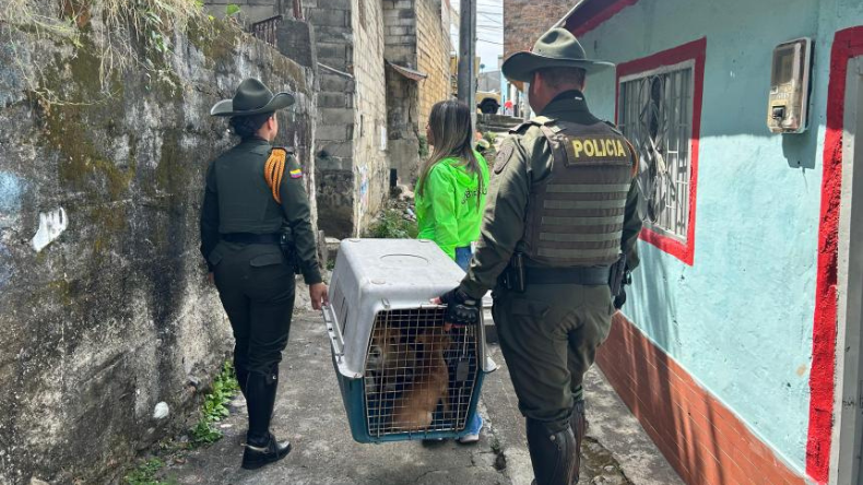 Así puede denunciar un caso de maltrato animal en Ibagué Así puede denunciar un caso de maltrato animal en Ibagué