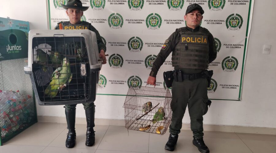 Policía ambiental rescató a 52 especies de fauna silvestre en el Tolima Policía ambiental rescató a 52 especies de fauna silvestre en el Tolima