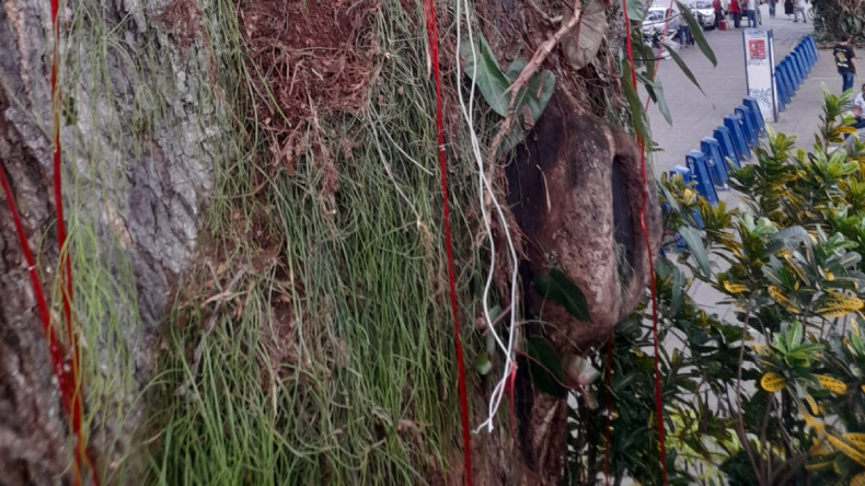 Delincuentes se llevaron partes del alumbrado navideño en Ibagué Delincuentes se llevaron partes del alumbrado navideño en Ibagué