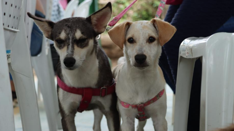 Alertan por efectos de la pólvora en los animales