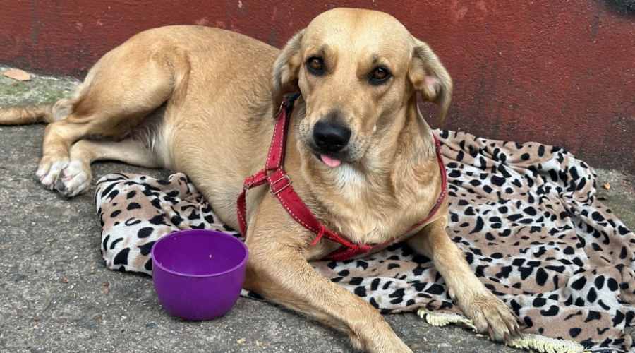 Marcos y su emotiva historia con Kira, su compañera de viaje por Colombia Marcos y su emotiva historia con Kira, su compañera de viaje por Colombia