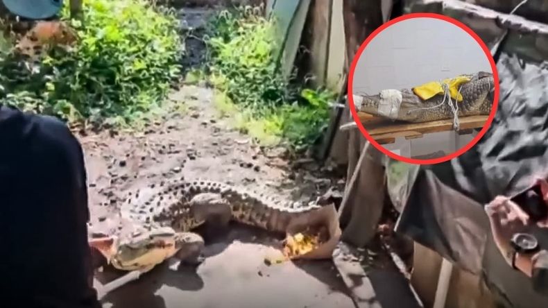 Rescatan a un cocodrilo que tenían de mascota en una vivienda de Palmira