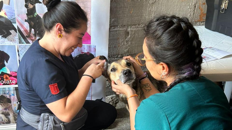 Hospital Veterinario de la UT innova con servicios de teleconsulta en varios idiomas Hospital Veterinario de la UT innova con servicios de teleconsulta en varios idiomas