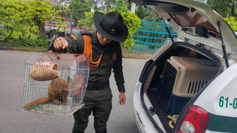 Policía Ambiental rescató y liberó a 23 animales silvestres en Ibagué Policía Ambiental rescató y liberó a 23 animales silvestres en Ibagué