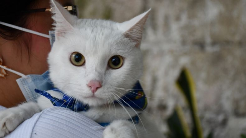 Habrá jornada de adopción y desparasitación de mascotas en Ibagué Habrá jornada de adopción y desparasitación de mascotas en Ibagué