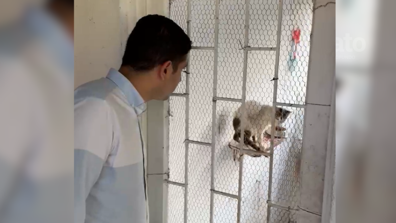 Concejal denunció que el CAPA de Ibagué no sabe del paradero de los animales que recibe Concejal denunció que el CAPA de Ibagué no sabe del paradero de los animales que recibe