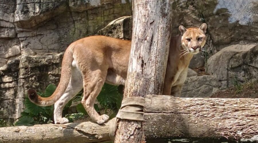 Puma escapó del Zoológico de Cali y murió cuando fue sedado Puma escapó del Zoológico de Cali y murió cuando fue sedado