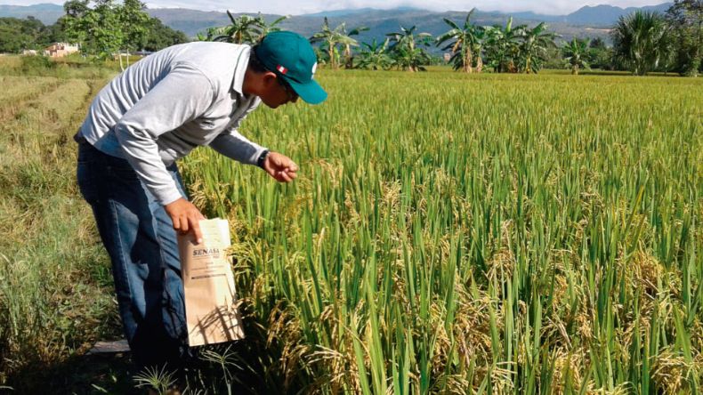 Minagricultura busca regular precios y facilitar créditos a productores de arroz Minagricultura busca regular precios y facilitar créditos a productores de arroz